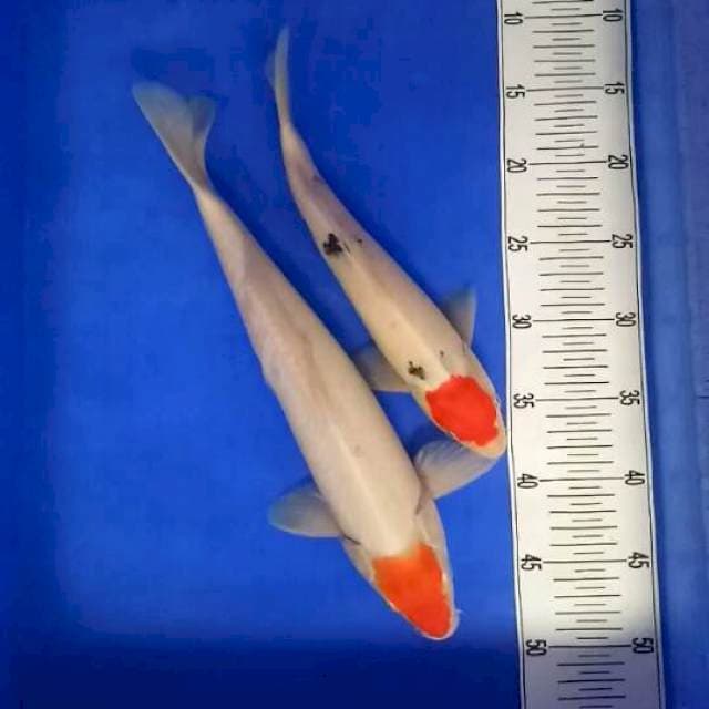 Tancho kohaku 38 cm tancho sanke 30 cm