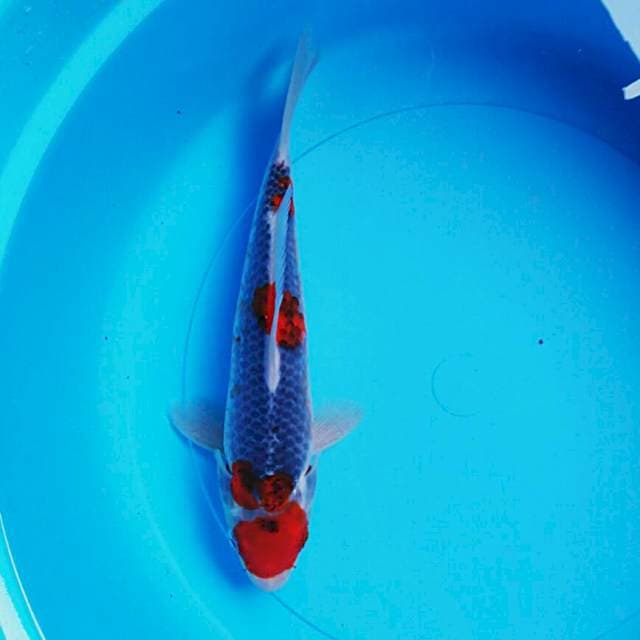 Goshiki step 25cm male