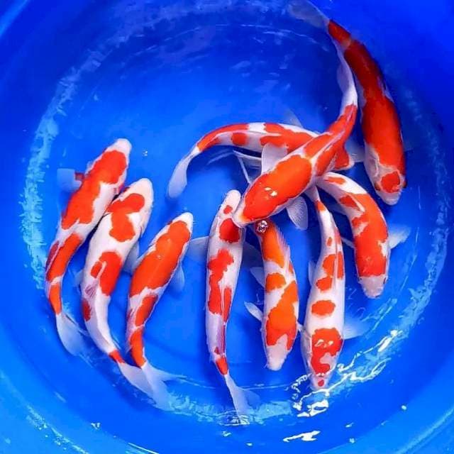 Kohaku HQ 10 ekor 27-32 cm