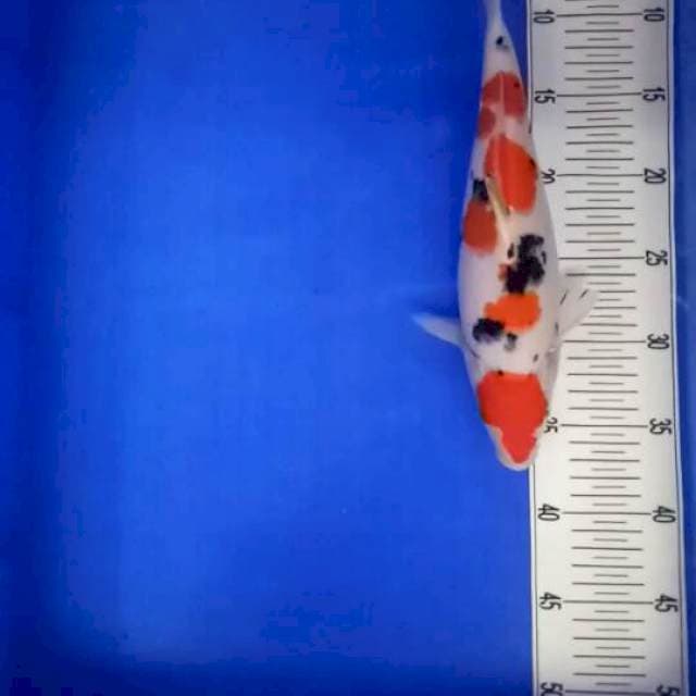 Sanke 31 cm bunuk bulky