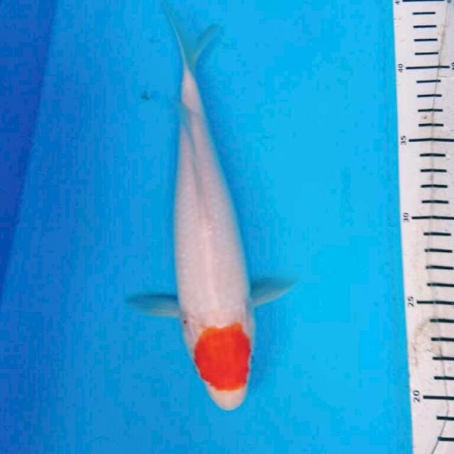 TANCHO KOHAKU