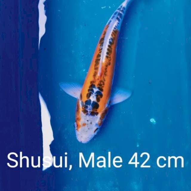 Iwojima Hanna shusui 42 cm