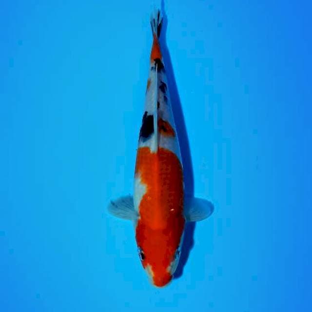 Showa 22 cm