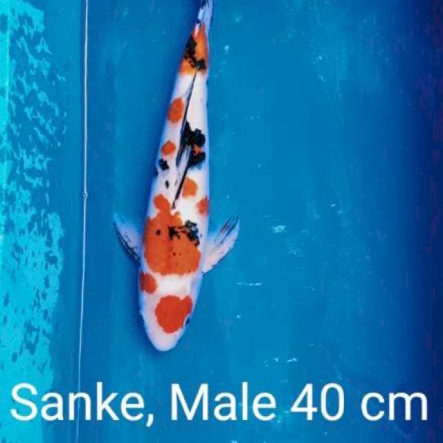 Iwojima sanke 40cm