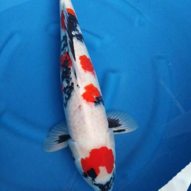 Jumbo showa 60cm male