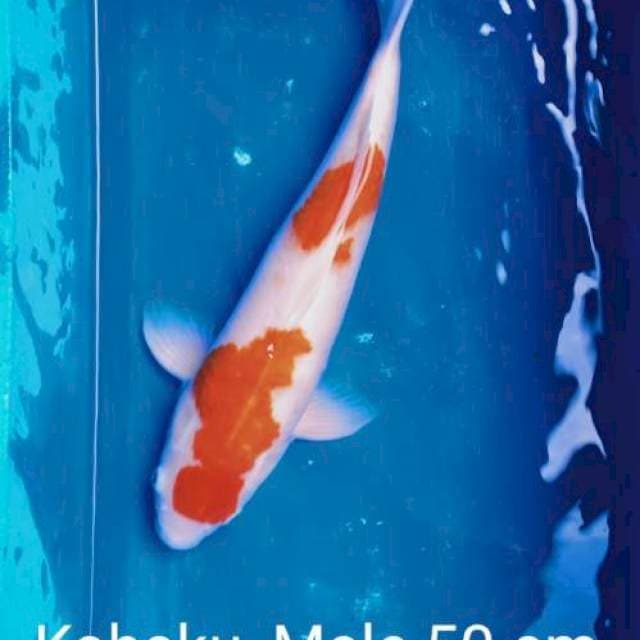 Iwojima kohaku male 50cm
