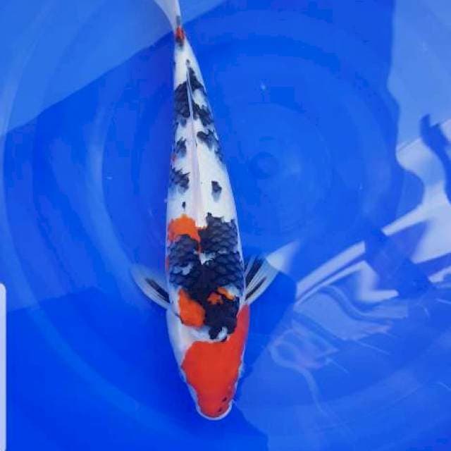 Sanke 34 cm