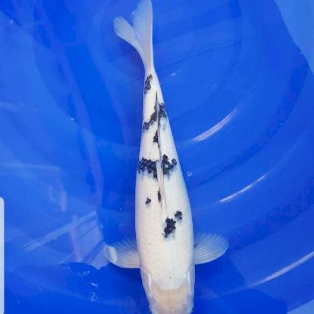 Bekko 35 cm