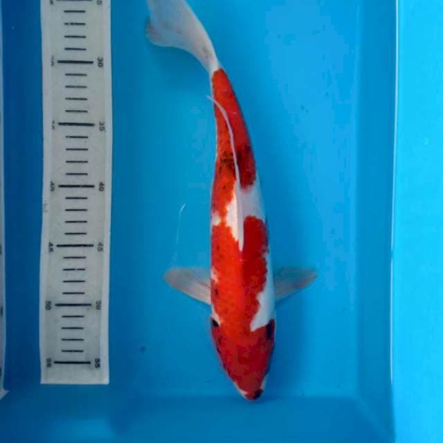 Showa 33cm male