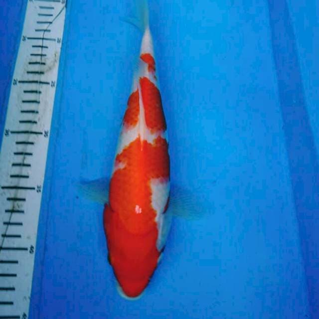 Kohaku Strong