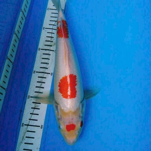 Kanoko kohaku