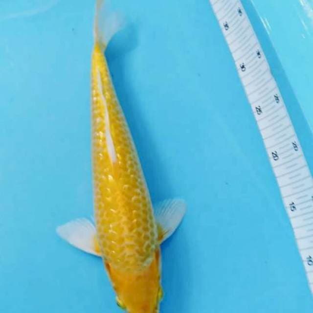 36 cm karasi hikari