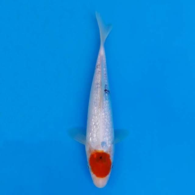 Tancho ginrin series 21cm