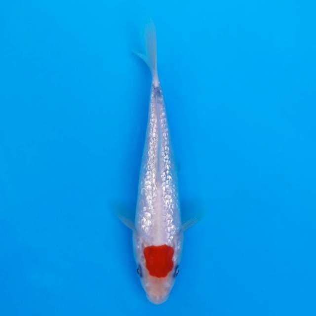 Tancho ginrin series 16cm