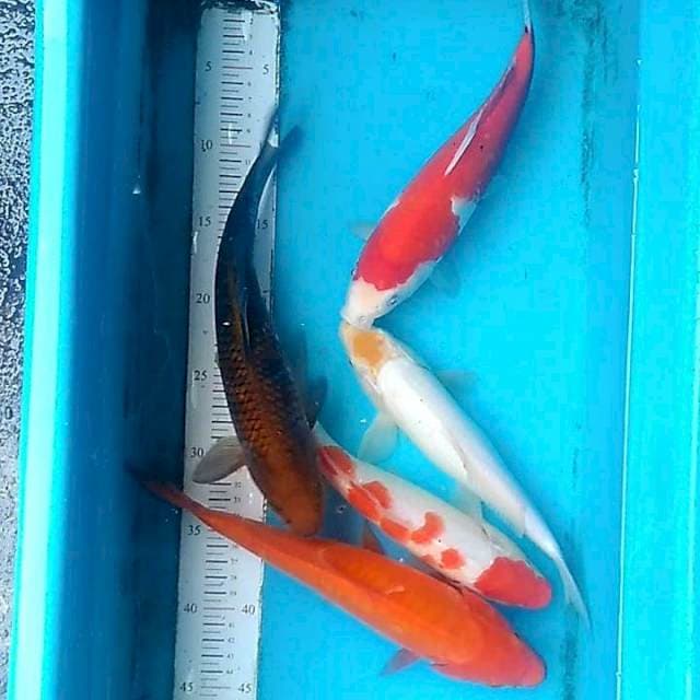 :) 28-30cm