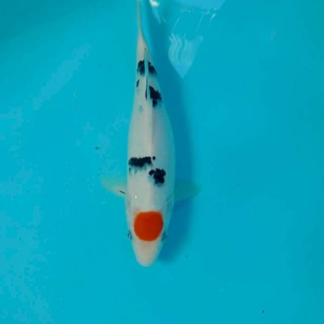Tancho Sanke, 28 cm