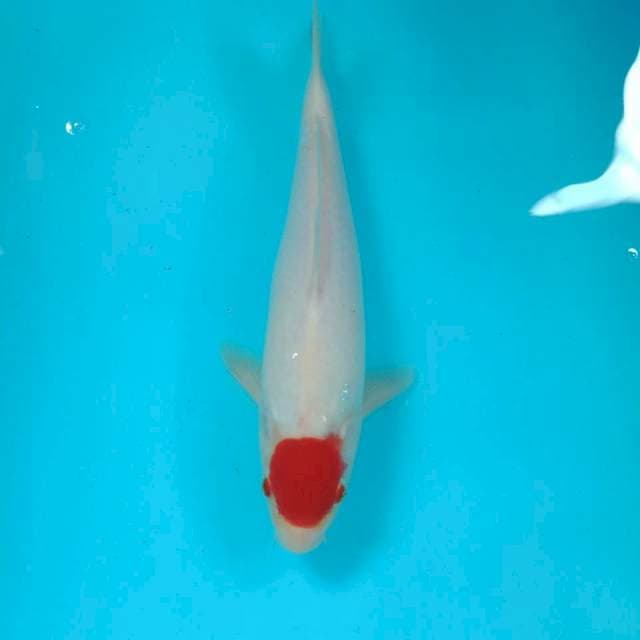 Tancho, 28 cm