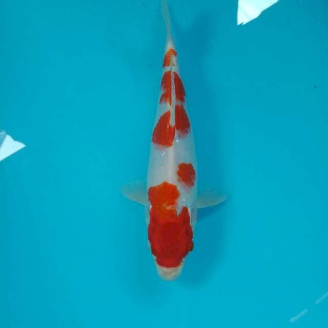 Sakura Ogon, 27 cm