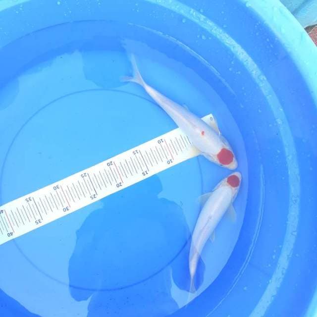 Tanco 24 26 cm