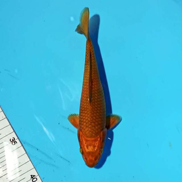 ND CHO CIP 18CM