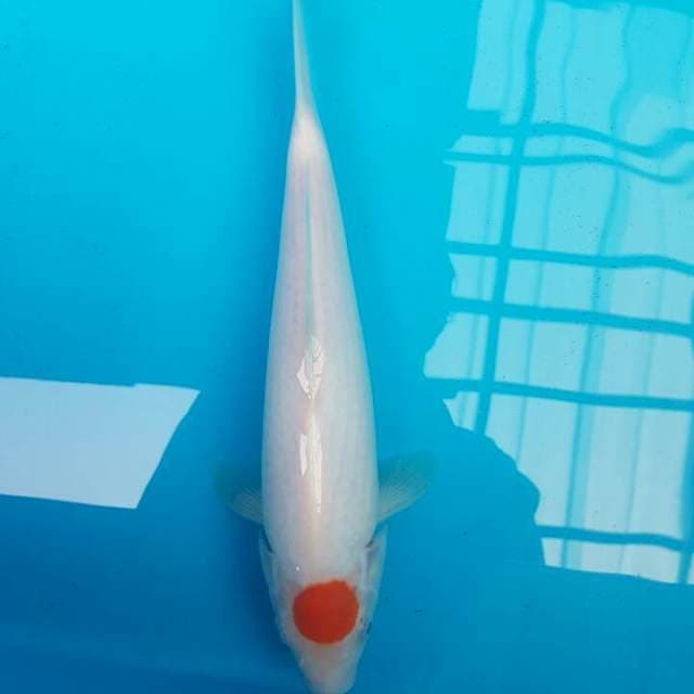 T Kohaku Super Bulky F1 Momotaro 1