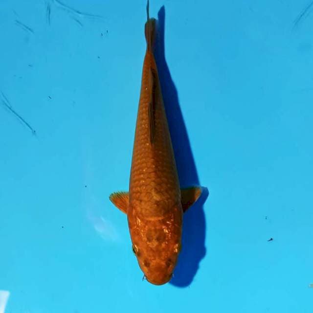 ND CTOP 20CM