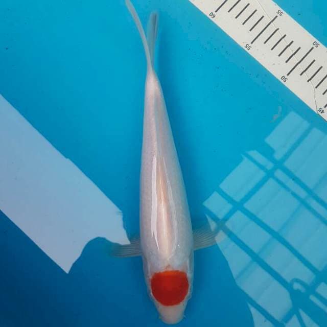 T Kohaku Super Bulky F1 Momotaro 2