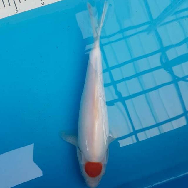 T Kohaku Super Bulky F1 momotaro 3
