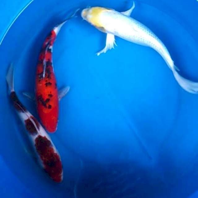 Mix koi