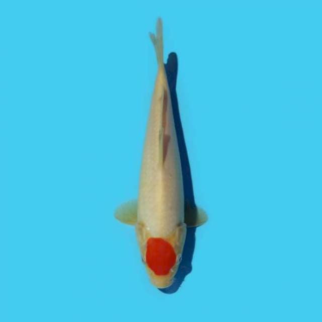 ND BULKY ORITAN 24CM