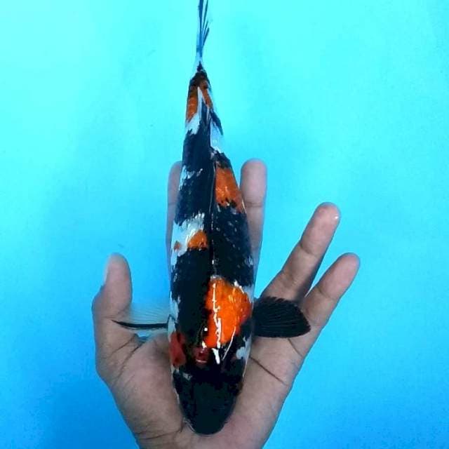 Showa Ginrin # 27cm