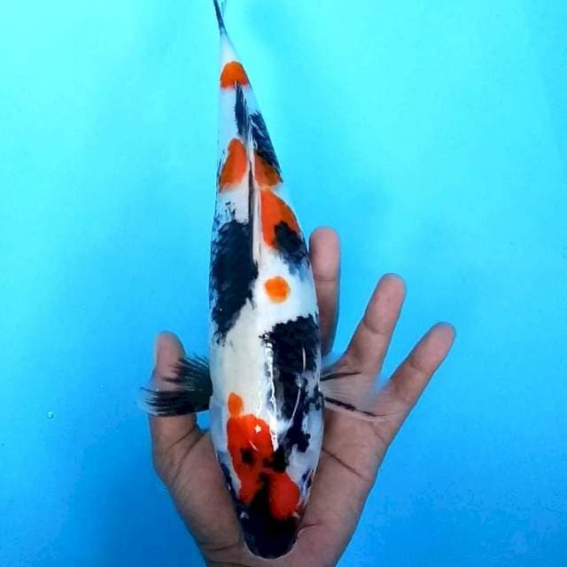 Kindai Showa # 32cm