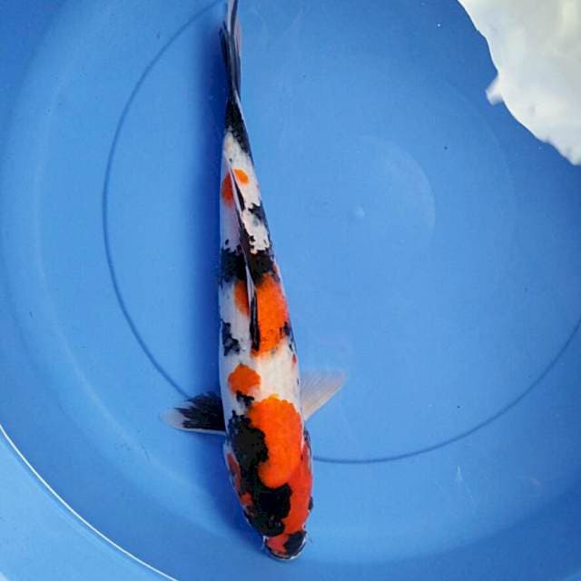 Male 38cm