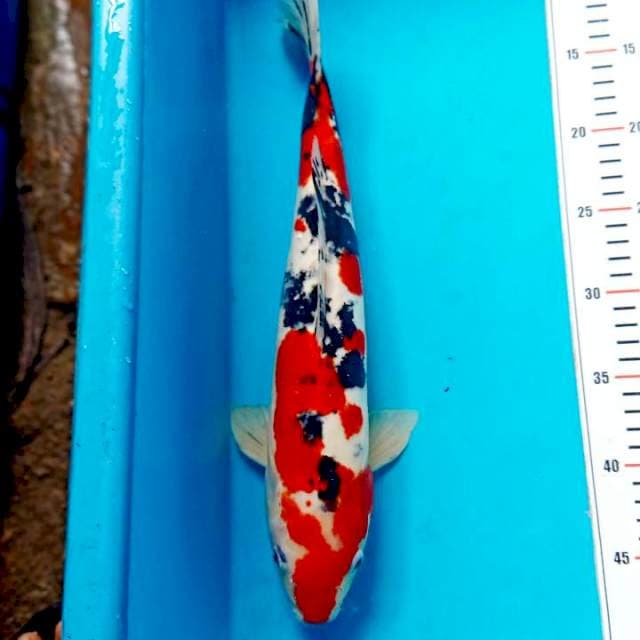 Showa Doitsu Tategoi 38cm