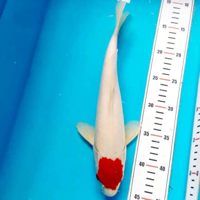 Tc Kohaku Original 33cm