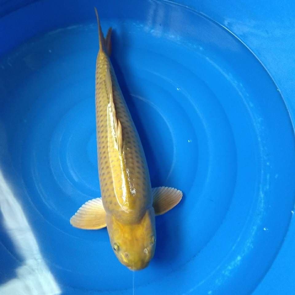 Midori goi impor non serti super jumbo male size 70cm