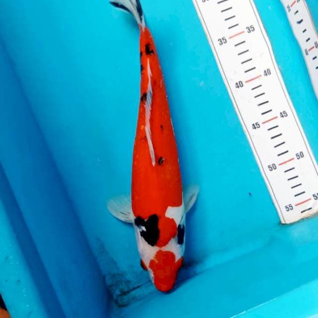 Showa Semi Doitsu 33cm