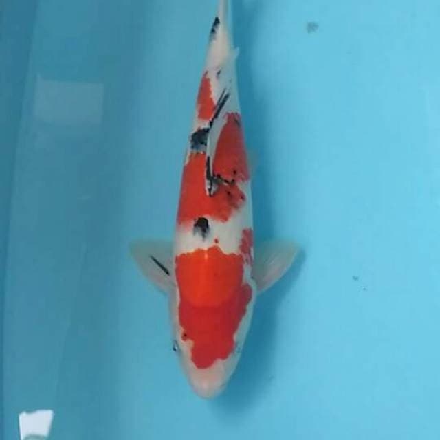 Sanke 35 cm
