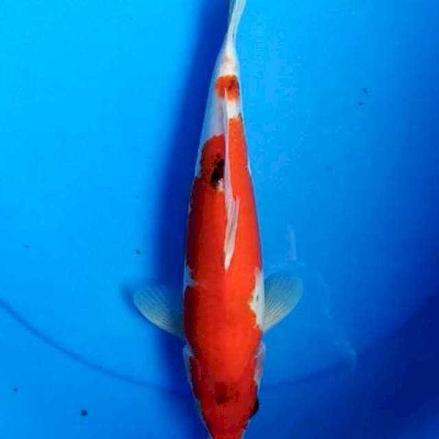 Sanke strong 30 cm
