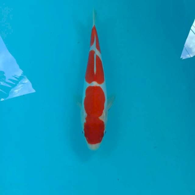 Kohaku Doitsu, 25 cm