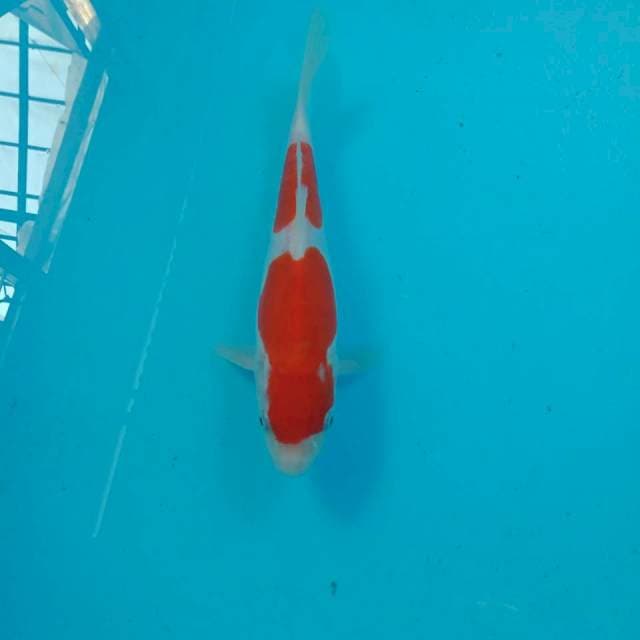 Kohaku Doitsu, 23 cm