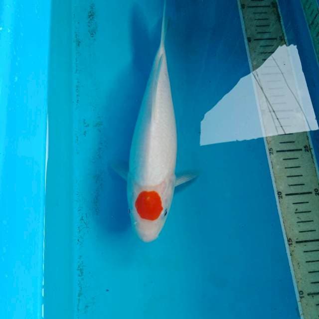 Tancho Kohaku, 29 cm