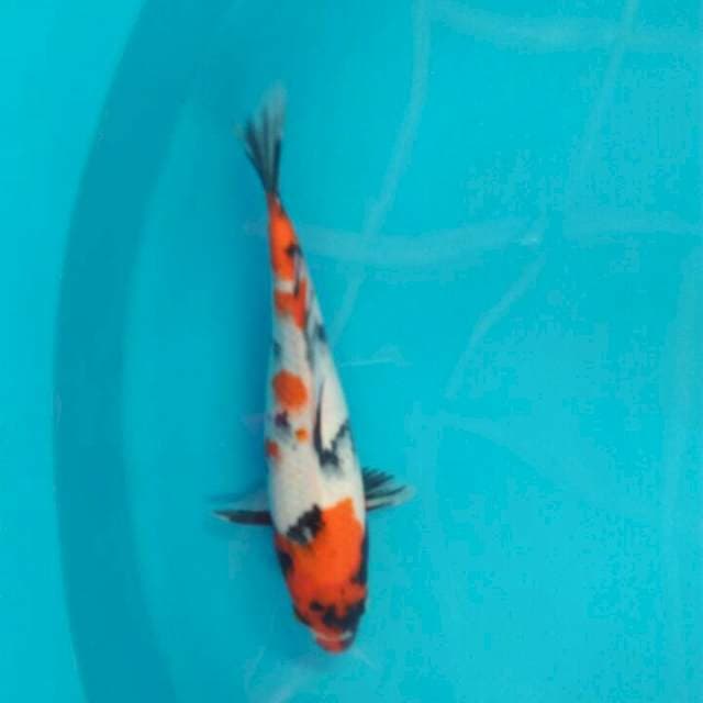 Showa