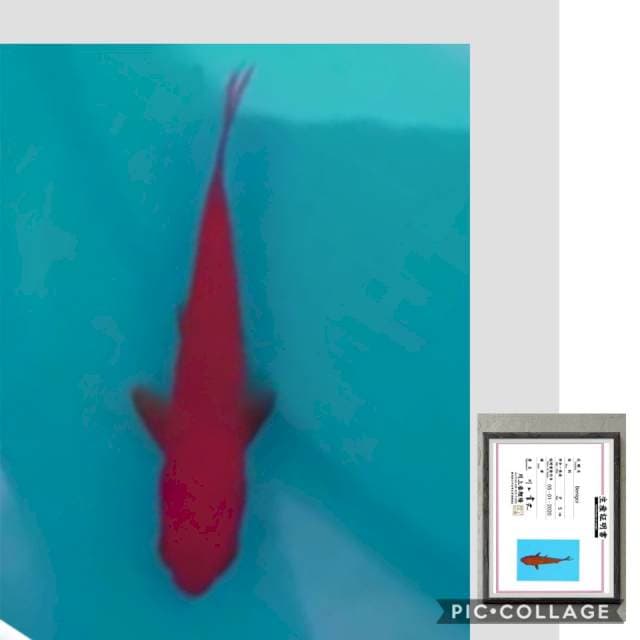 cabe merah pekad (benigoi import serty)