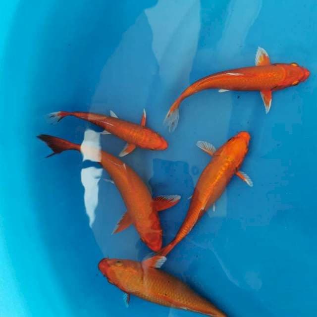 Orange ogon F1