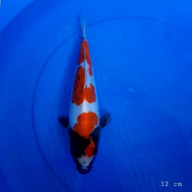 Tategoi doitsu showa 32 cm