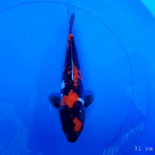 Doitsu showa 31 cm