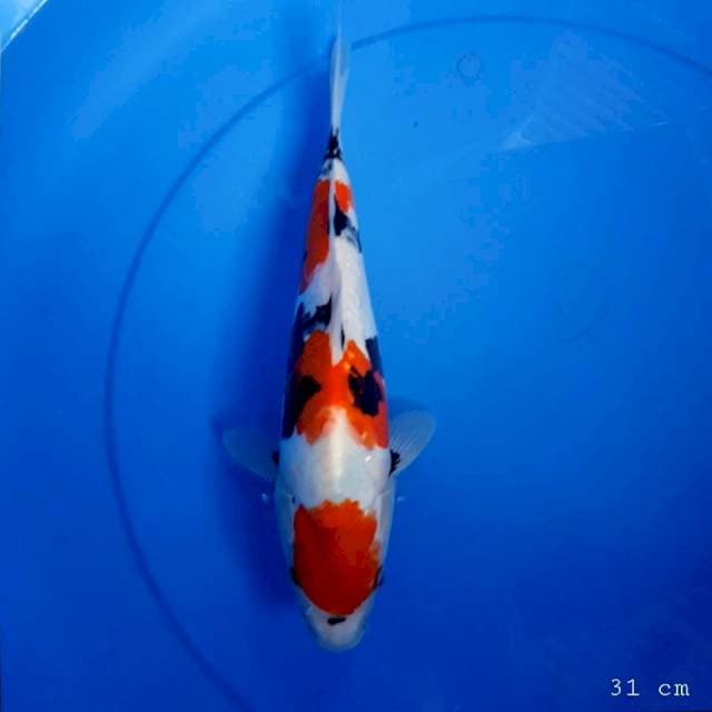 Doitsu showa kindai 31 cm
