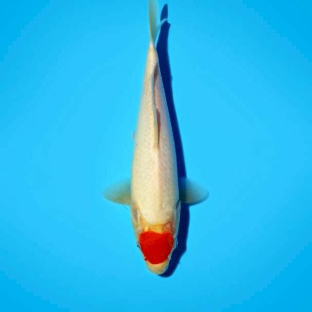 Tancho 26 cm