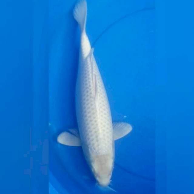 MUKASI JUMBO NET RAPI